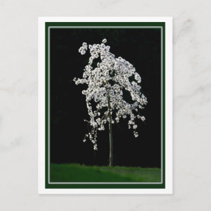 Lente in Bloom Briefkaart