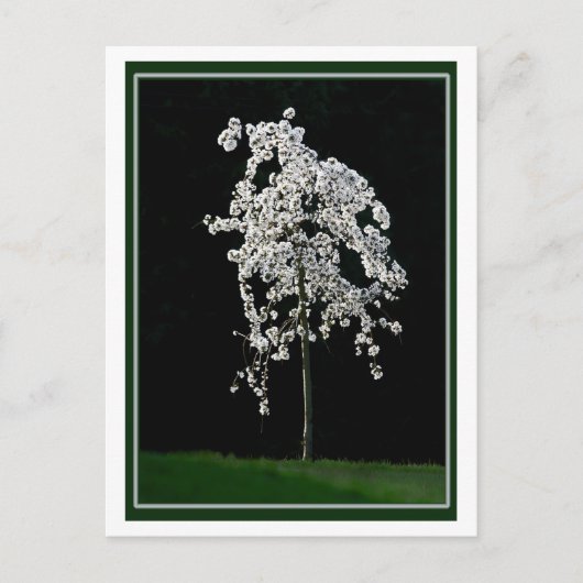 Lente in Bloom Briefkaart (Voorkant)