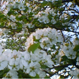 Lente in bloom Stretched Canvas Print