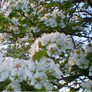 Lente in bloom Stretched Canvas Print