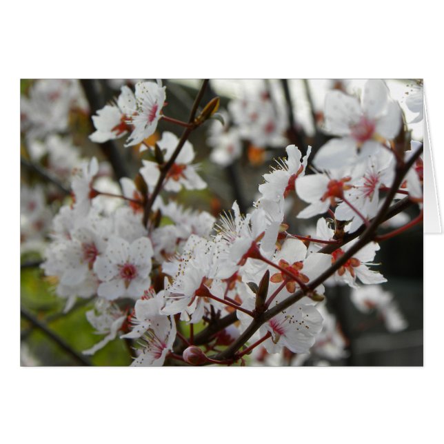 Lente in Canberra (Voorkant Horizontaal)