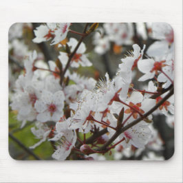 Lente in Canberra Muismat