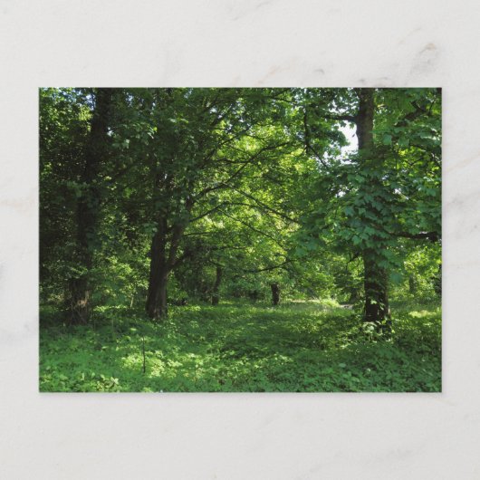 Lente in de Bossen 01 Briefkaart (Voorkant)