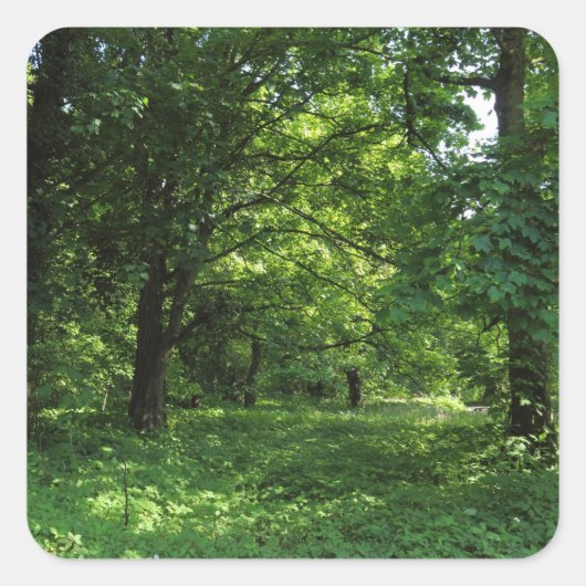 Lente in de Bossen 01 Vierkante Sticker (Voorkant)