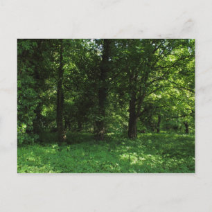 Lente in de Bossen 02 Briefkaart