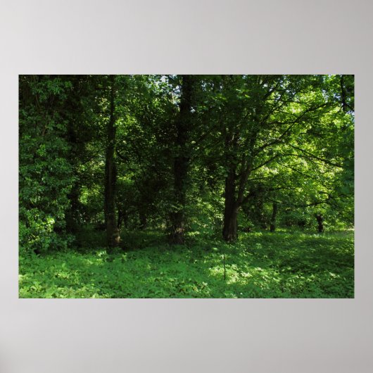 Lente in de Bossen 02 Poster (Voorkant)