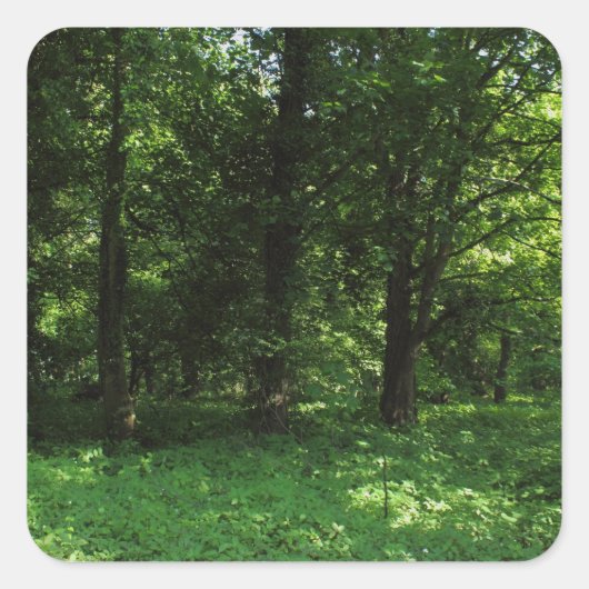 Lente in de Bossen 02 Vierkante Sticker (Voorkant)