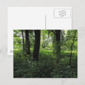Lente in de Bossen 04 Briefkaart (Voorkant / Achterkant)