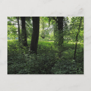 Lente in de Bossen 04 Briefkaart