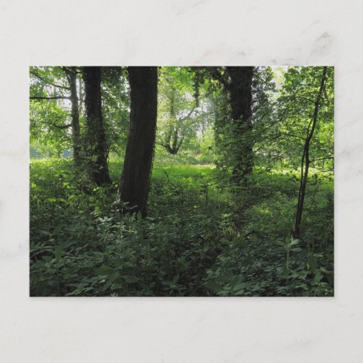 Lente in de Bossen 04 Briefkaart (Voorkant)