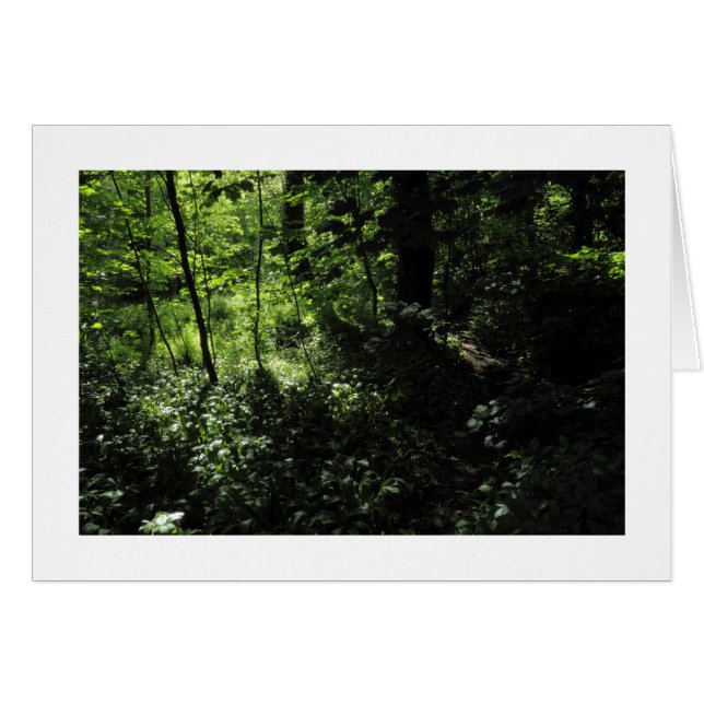 Lente in de Bossen 05 (Grenzen) (Voorkant Horizontaal)