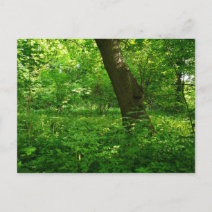 Lente in de Bossen Briefkaart