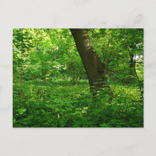 Lente in de Bossen Briefkaart (Voorkant)