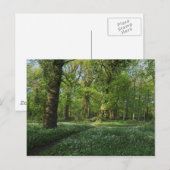 Lente in de Bossen, Bute Park, Cardiff Briefkaart (Voorkant / Achterkant)