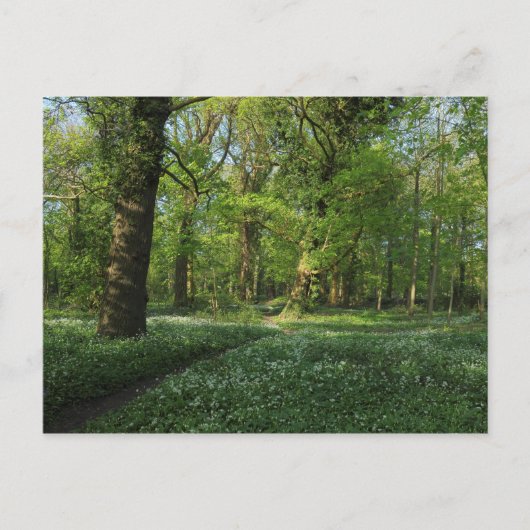 Lente in de Bossen, Bute Park, Cardiff Briefkaart (Voorkant)