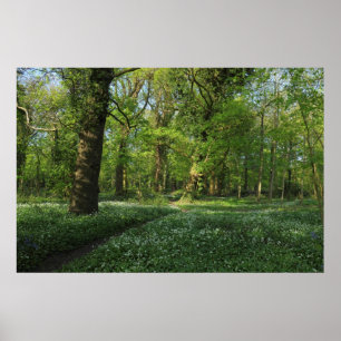 Lente in de Bossen, Bute Park, Cardiff Poster