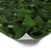 Lente in de Bossen Poster (Hoek)