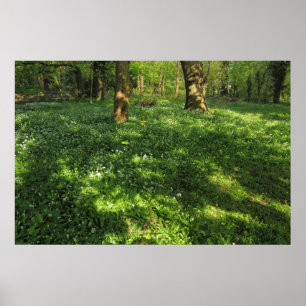 Lente in de Bossen Poster