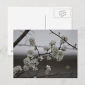 Lente in de lucht 2 briefkaart (Voorkant / Achterkant)