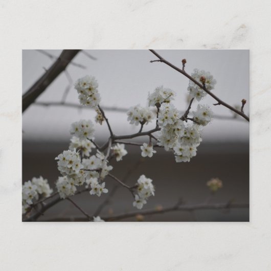 Lente in de lucht 2 briefkaart (Voorkant)