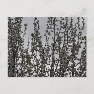 Lente in de lucht briefkaart