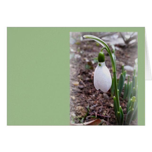 Lente in februari (Voorkant Horizontaal)