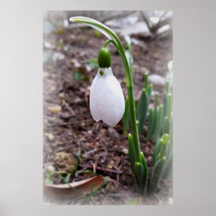 Lente in februari poster