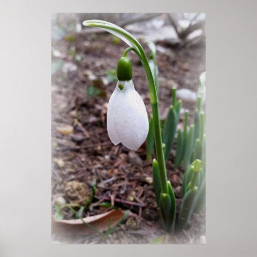Lente in februari poster (Voorkant)