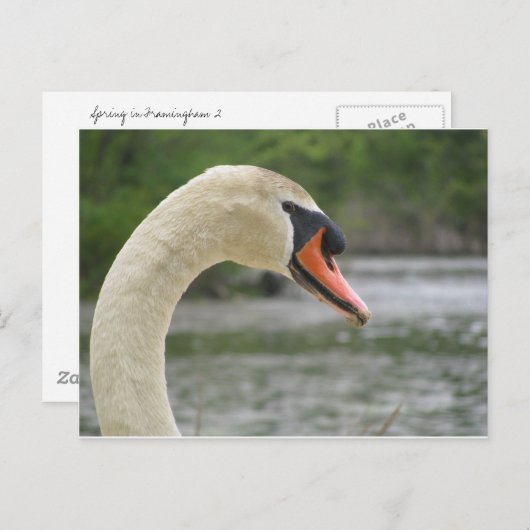 Lente in Framingham 2 Briefkaart (Voorkant / Achterkant)