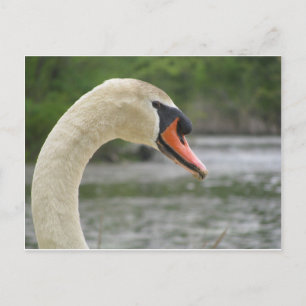 Lente in Framingham 2 Briefkaart