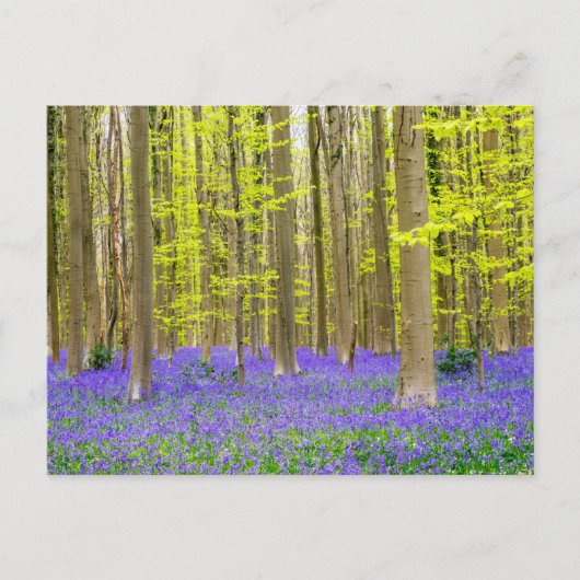 Lente in het blauw bos briefkaart (Voorkant)