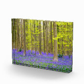 Lente in het blauw bos fotoblokken (Rechts)