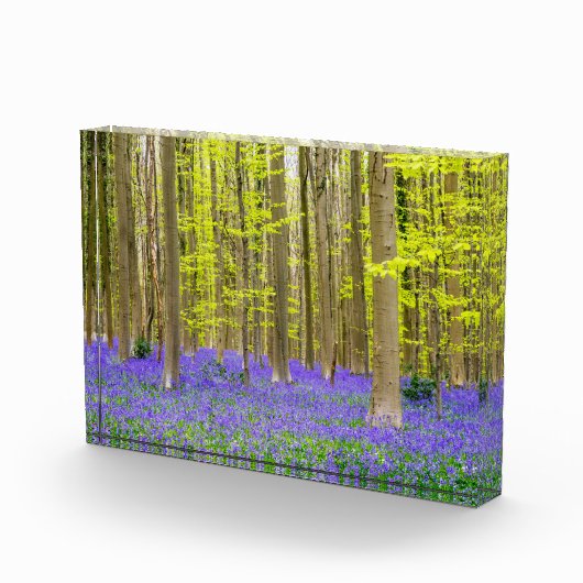 Lente in het blauw bos fotoblokken (Rechts)