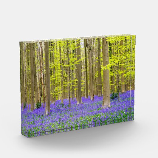 Lente in het blauw bos fotoblokken (Links)