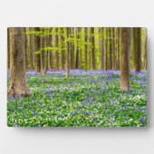 Lente in het blauw bos fotoplaat (voorkant)