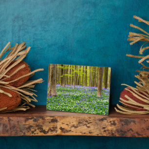 Lente in het blauw bos fotoplaat