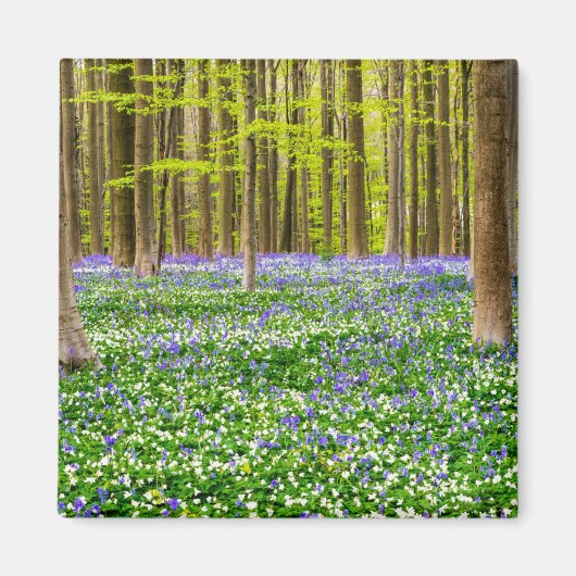 Lente in het blauw bos magneet (Voorkant)