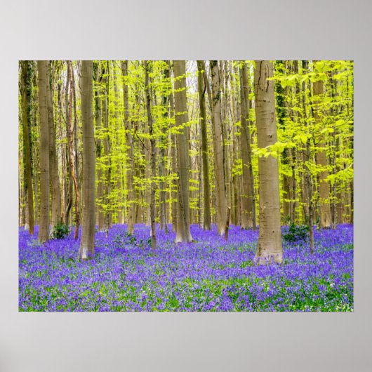 Lente in het blauw bos poster (Voorkant)