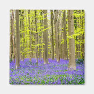 Lente in het Blauwe Woud Magneet
