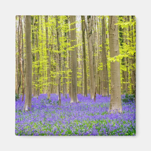 Lente in het Blauwe Woud Magneet (Voorkant)