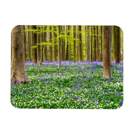 Lente in het Blauwe Woud Magneet (Horizontaal)