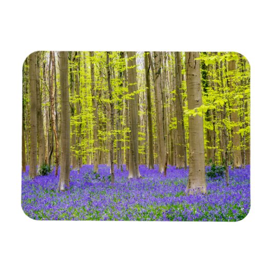 Lente in het Blauwe Woud Magneet (Horizontaal)
