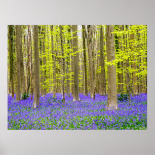 Lente in het Blauwe Woud Poster