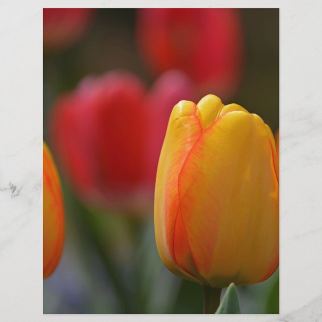 Lente in kleuren (Voorkant)