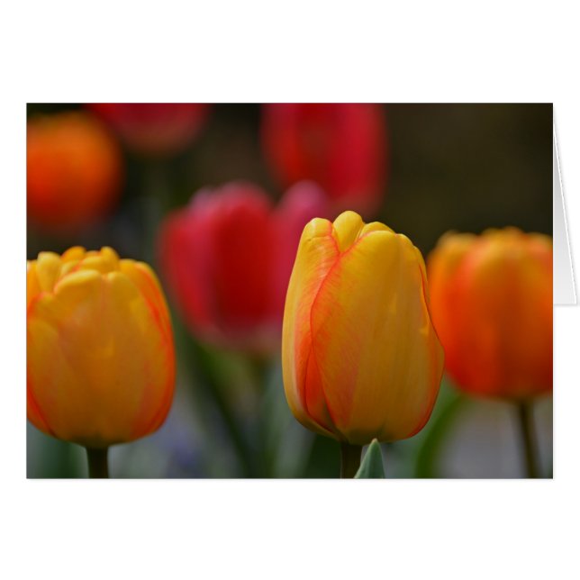 Lente in kleuren (Voorkant Horizontaal)