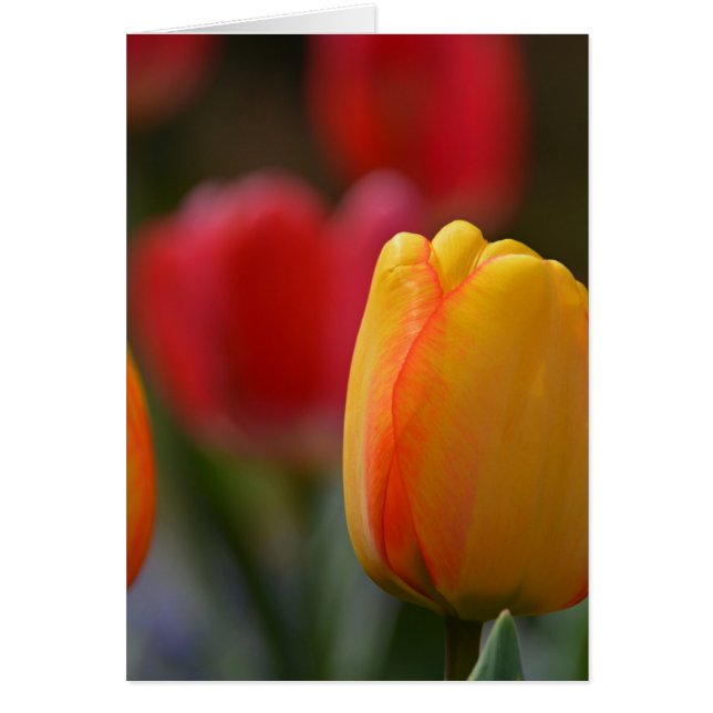 Lente in kleuren (Voorkant)