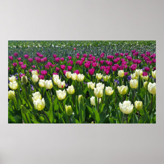 Lente in Nederland met Tulps Poster