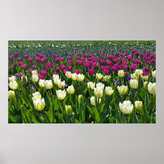 Lente in Nederland met Tulps Poster (Voorkant)