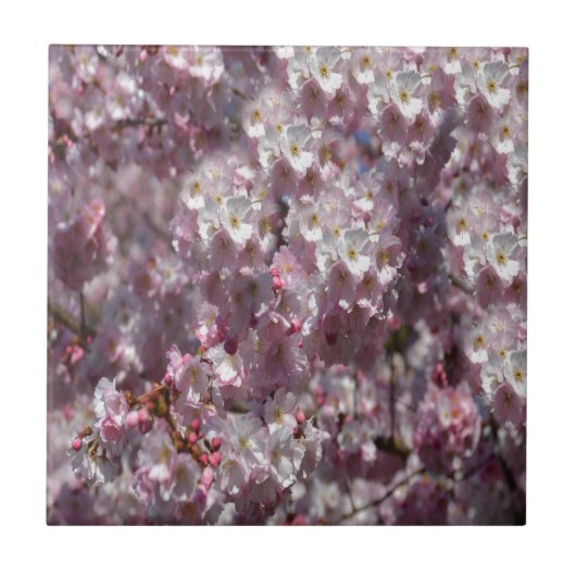 Lente in roze tegeltje (Voorkant)