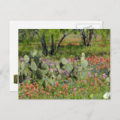 Lente in Texas Briefkaart (Voorkant / Achterkant)